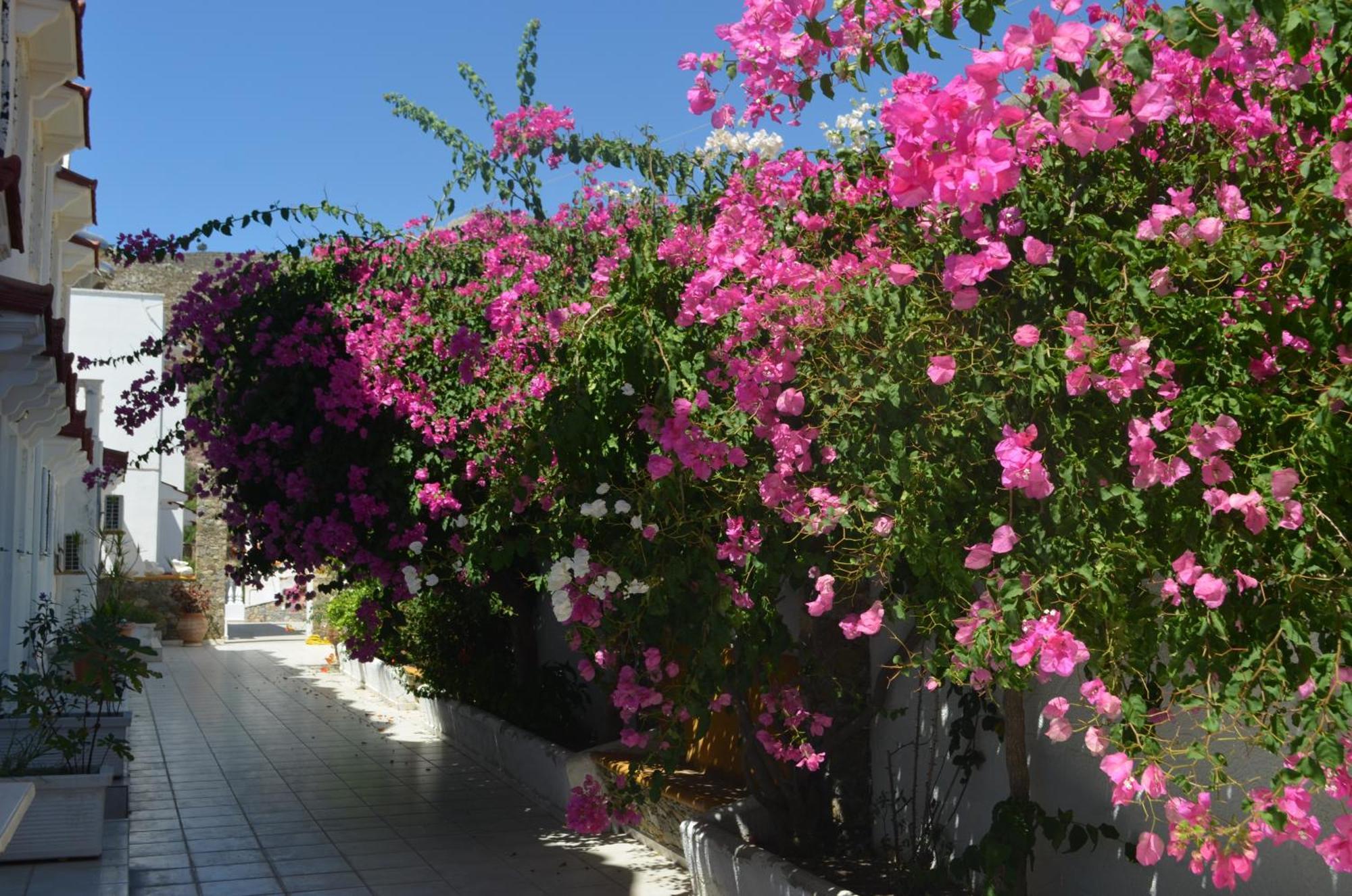 Nikos Studios Livadia  Exterior photo
